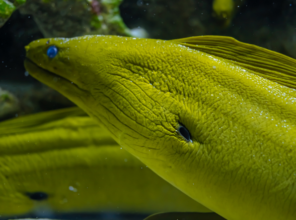 Green Moray