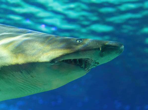 sand tiger shark