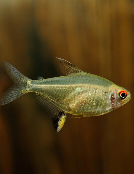 Lemon Tetra