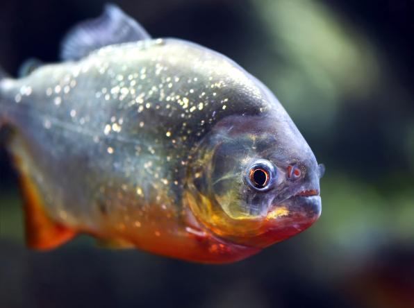 Red Bellied Piranha