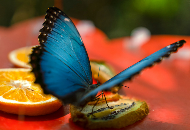 Butterfly Oasis