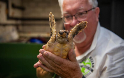 Toby the Loggerhead Turtle