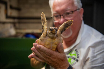 Toby the Loggerhead Turtle