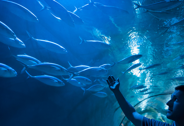 Ocean Tunnel