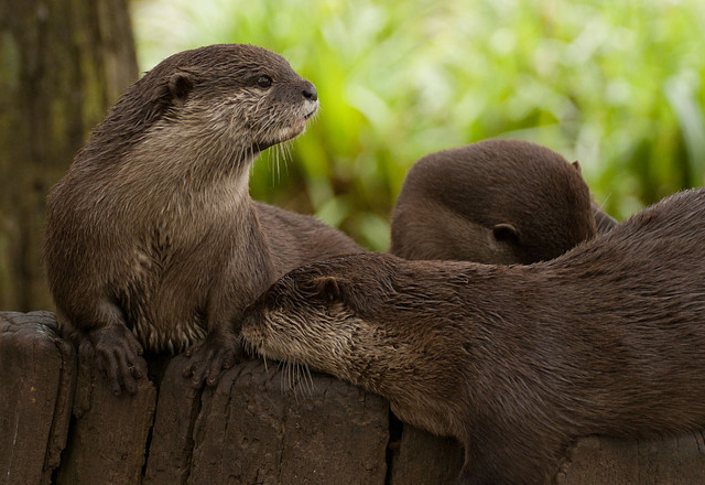 Asian Otters