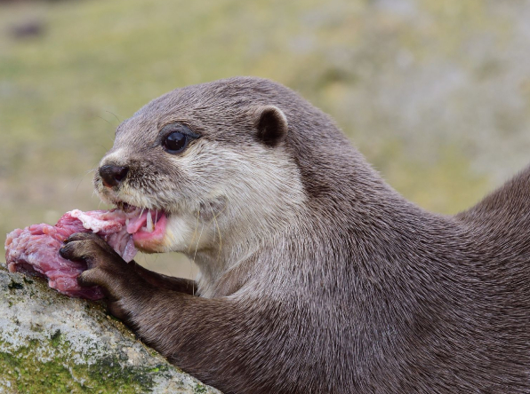 otters-img2