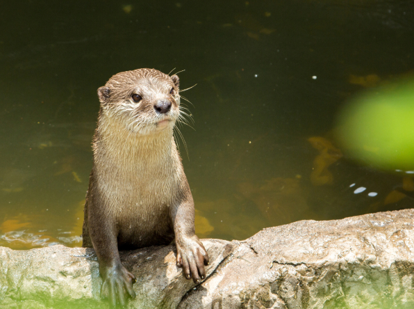 otters-img3