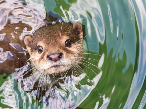 otters-img4