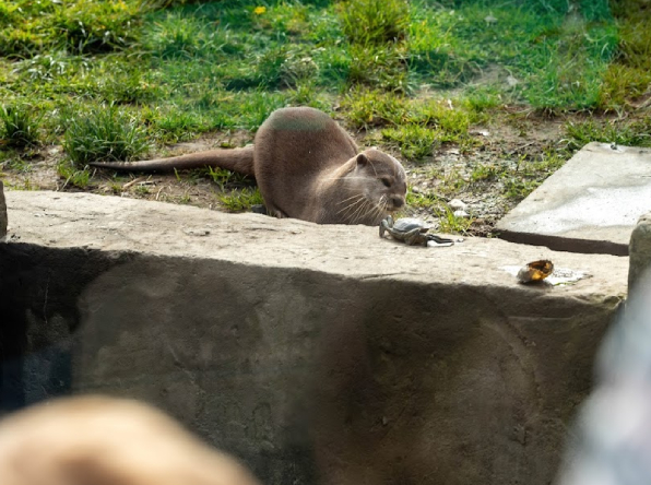 otters-img5