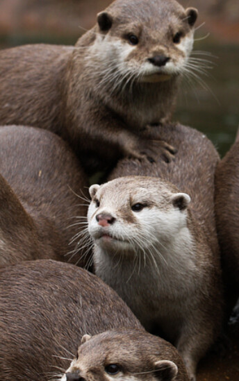 otters_home