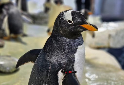 Adopt-penguine