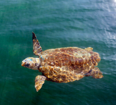 Loggerhead Sea Turtle