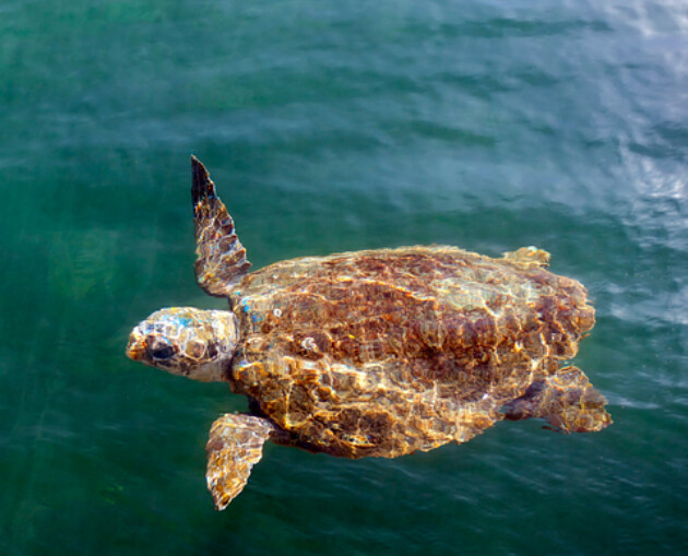 Loggerhead Sea Turtle