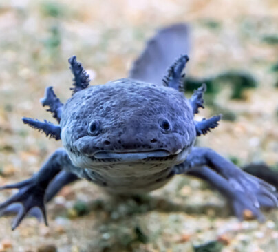 Axolotl