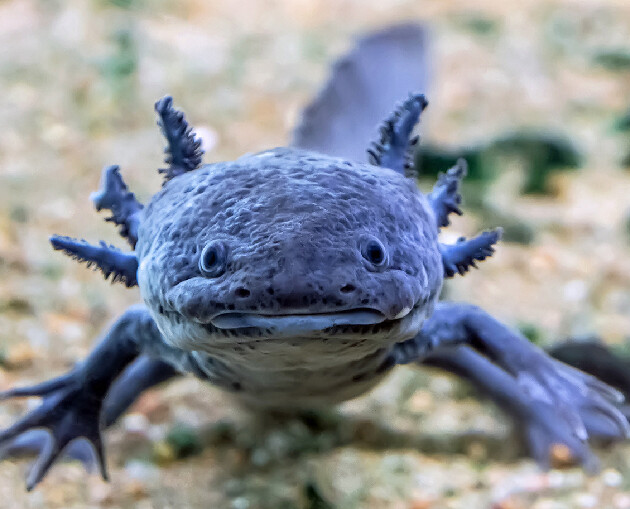 Axolotl