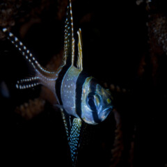 banggai-gallery1