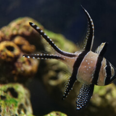 banggai-gallery2