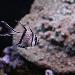 banggai-gallery3