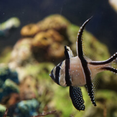 banggai-gallery4