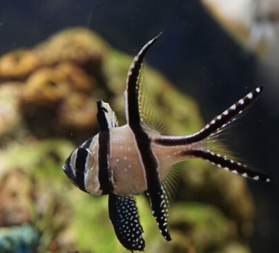 Banggai Cardinalfish