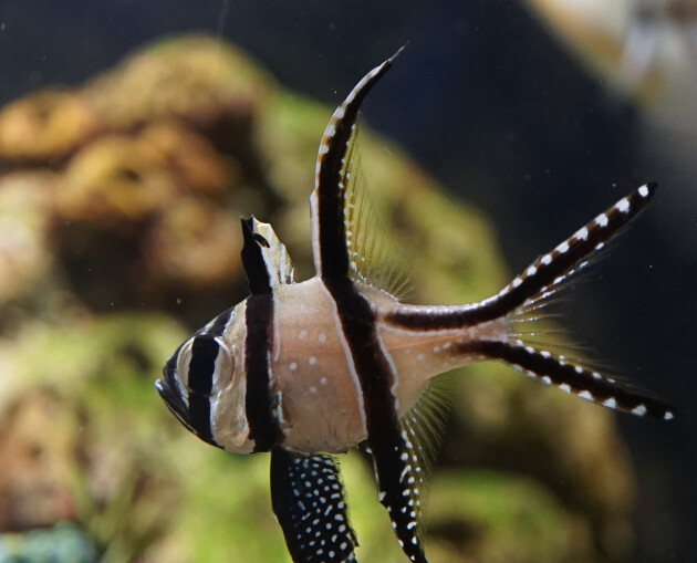 Banggai Cardinalfish