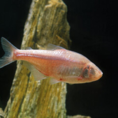 cavefish-gallery1