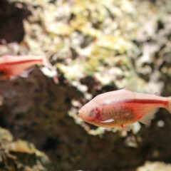 cavefish-gallery2