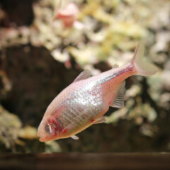 cavefish-gallery4