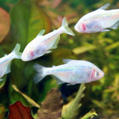 cavefish-gallery5