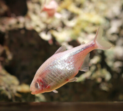 Blind Mexican Cavefish