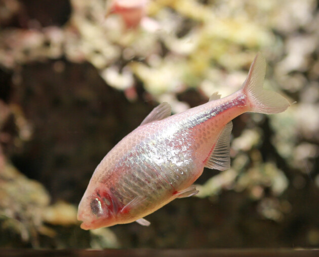 Blind Mexican Cavefish