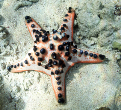 Chocolate Chip Sea Star