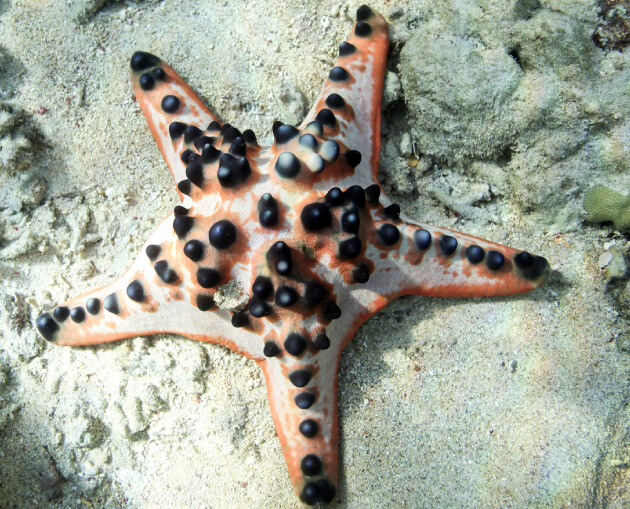 Chocolate Chip Sea Star