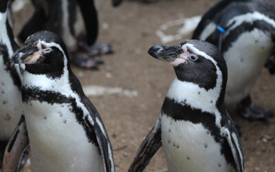 Meet Our Penguins: Humboldt