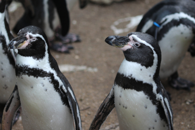 Meet Our Penguins: Humboldt