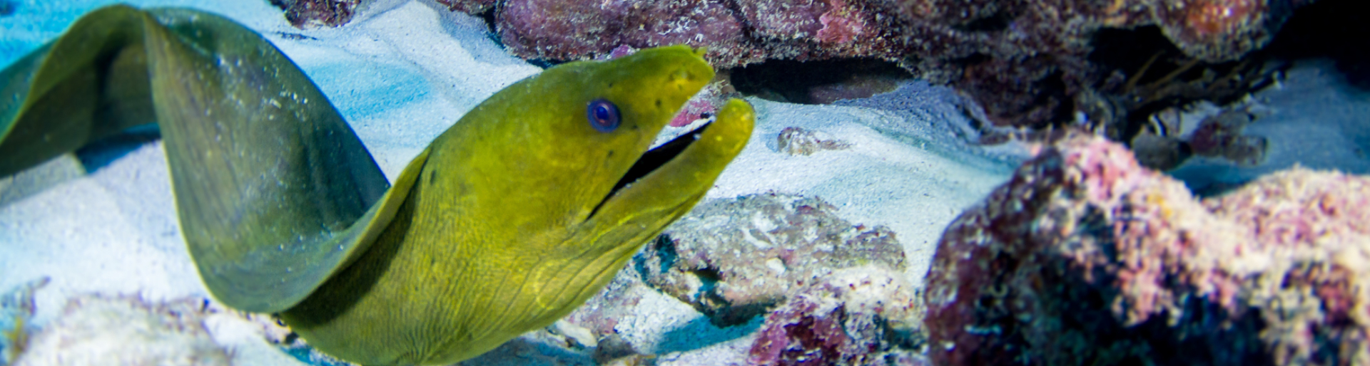 eel-banner