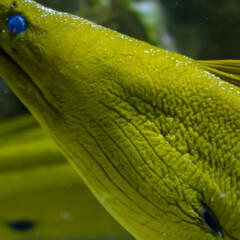 eel-gallery2