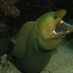 eel-gallery3