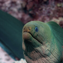 eel-gallery4