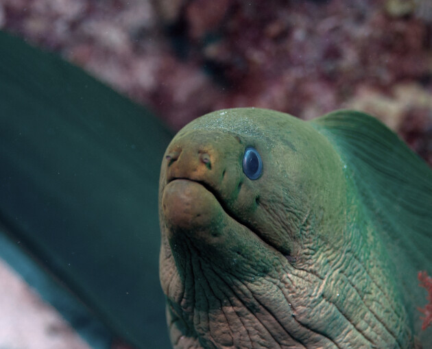 Green Moray Eel