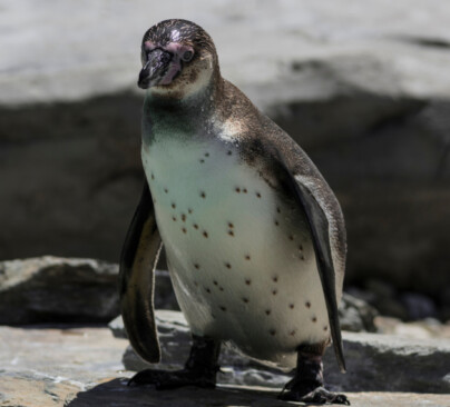 Humboldt Penguin