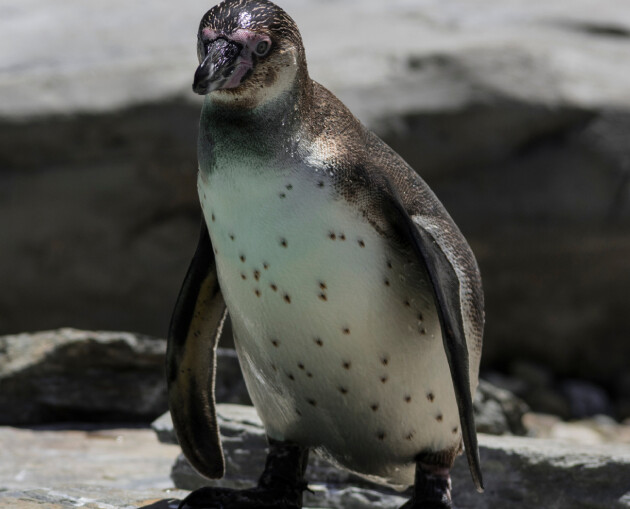 Humboldt Penguin