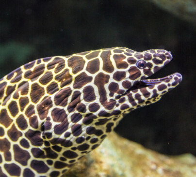 Leopard Moray Eel