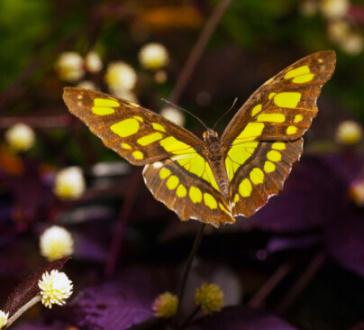 Malachite Butterfly