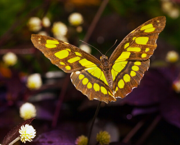 Malachite Butterfly