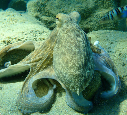 Common Octopus