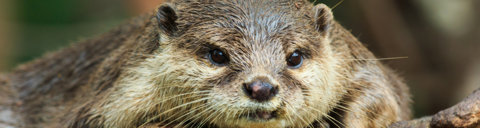 otter-banner