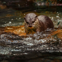 otter-gallery1