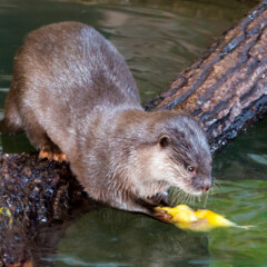 otter-gallery2