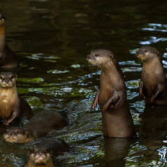 otter-gallery3